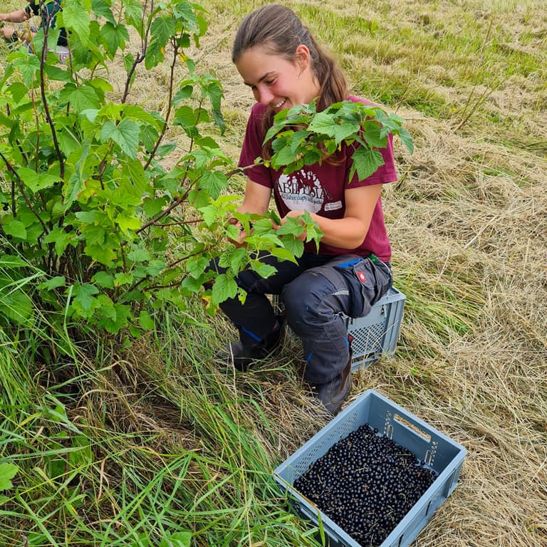 Eine Frau erntet reife Johannisbeeren