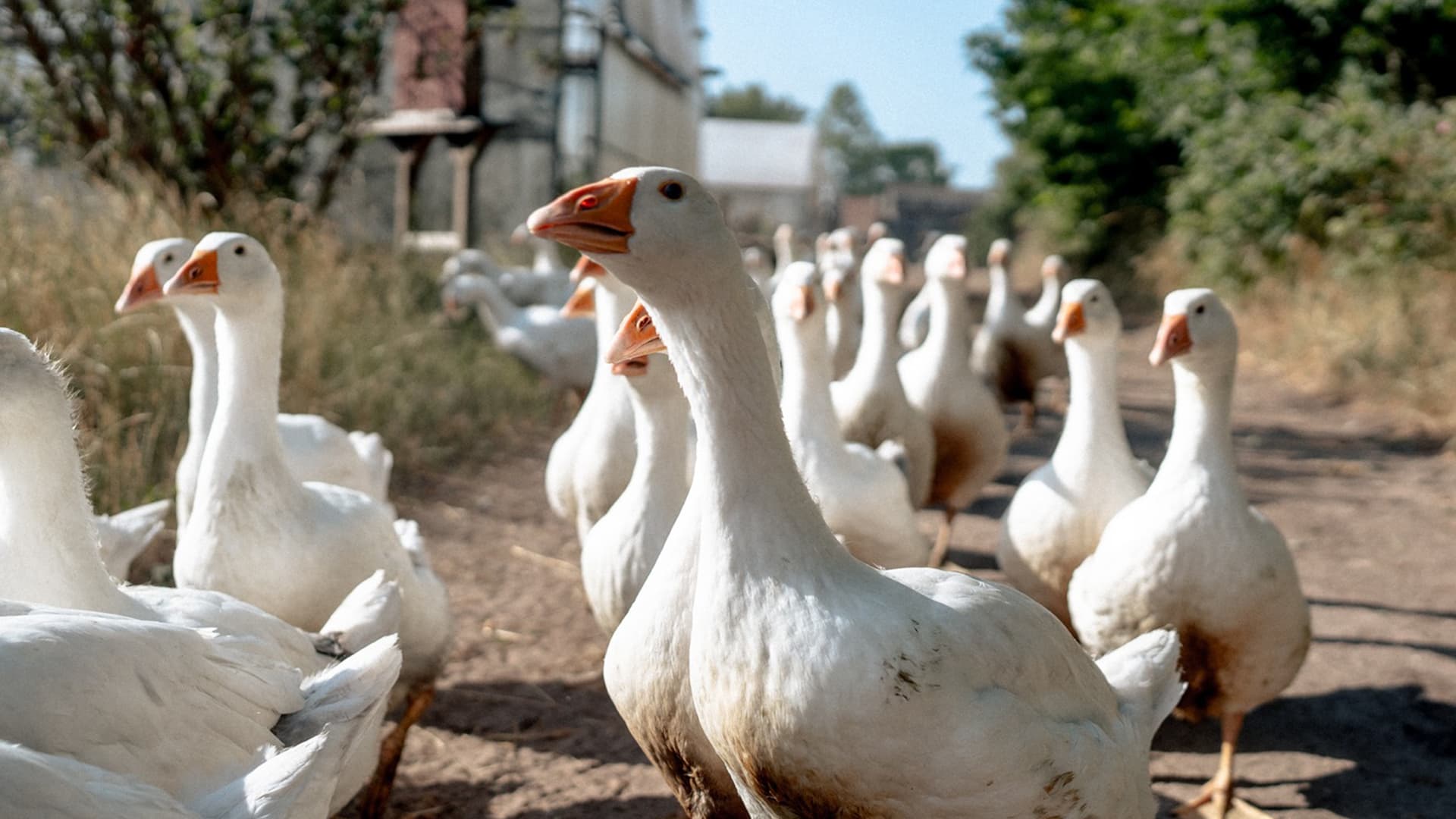 Gänse auf einem Weg