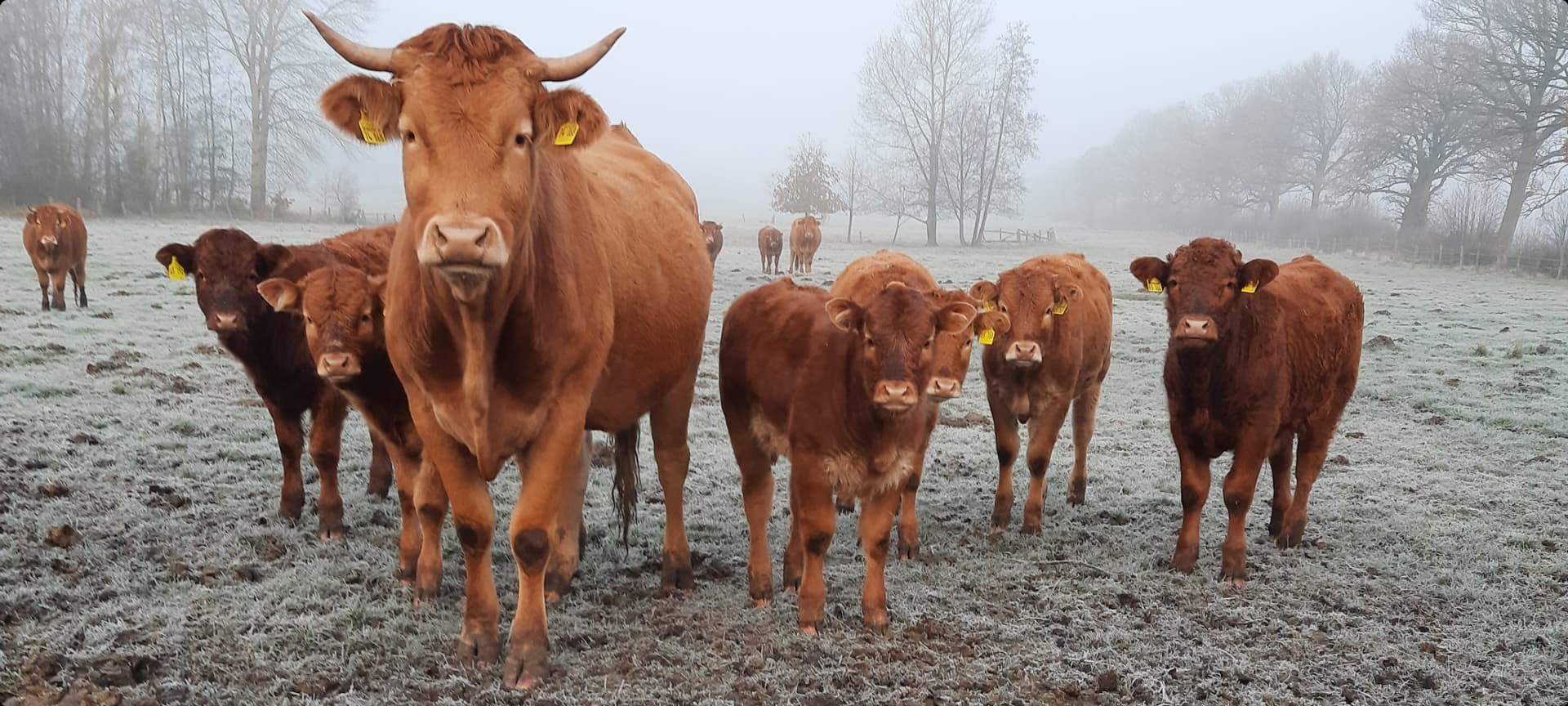 Rinder stehen auf einer Weide im Winter