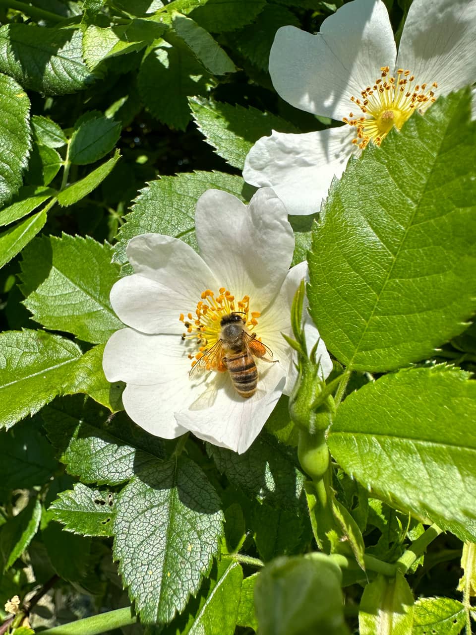 Eine Biene auf einer Blüte